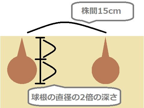 植え方