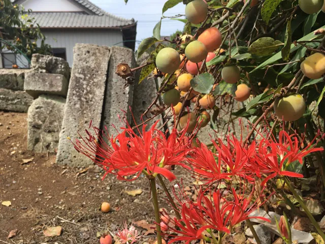 彼岸花