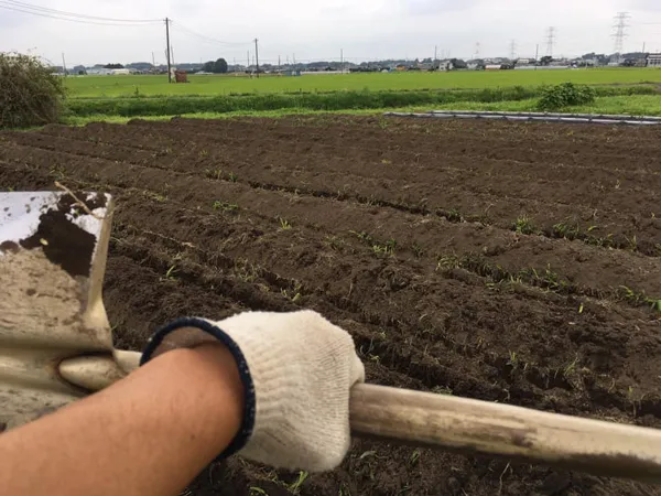 植え場所