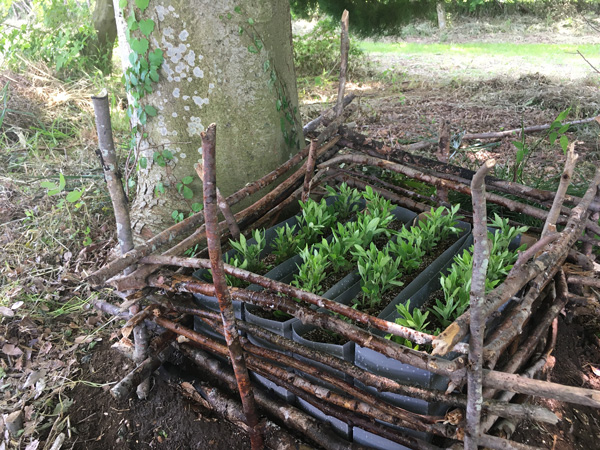 地植えの準備