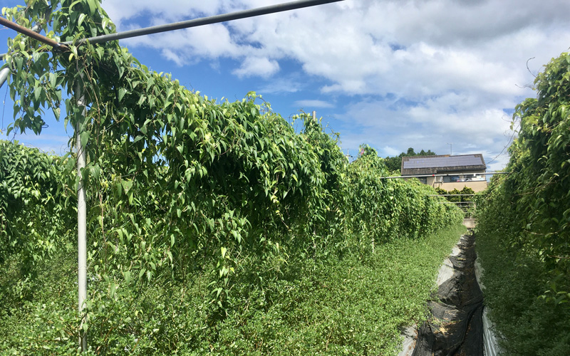 自然薯の切り種芋