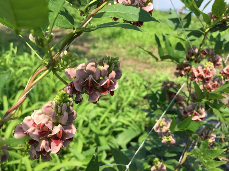 ほど芋（アピオス）の花