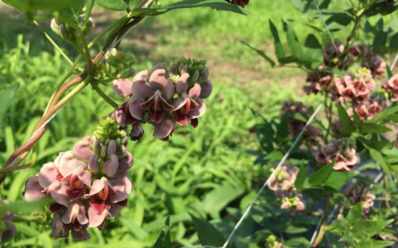 アピオスの種芋