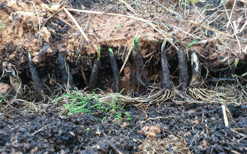 3年生の養生茎【北海道産】