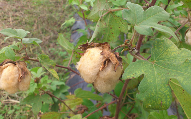 茶綿（ブラウン）の種