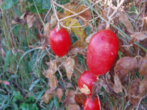 メデタシ種苗 カラスウリの種苗など旬の種苗を販売