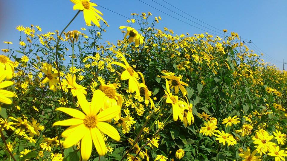 メデタシ種苗 菊芋 キクイモ の種芋など旬の種苗を販売